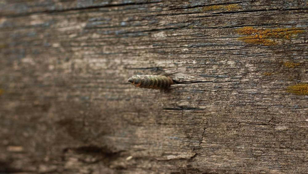 Does Home Insurance Cover Wood Rot? Budget Method