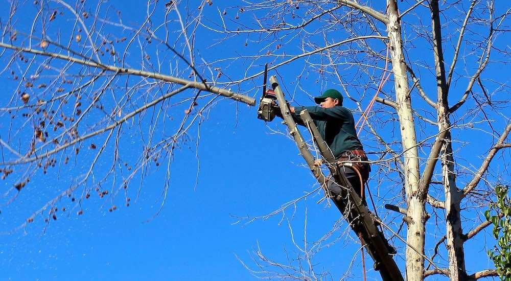 Does Home Insurance Cover Tree Trimming? Budget Method